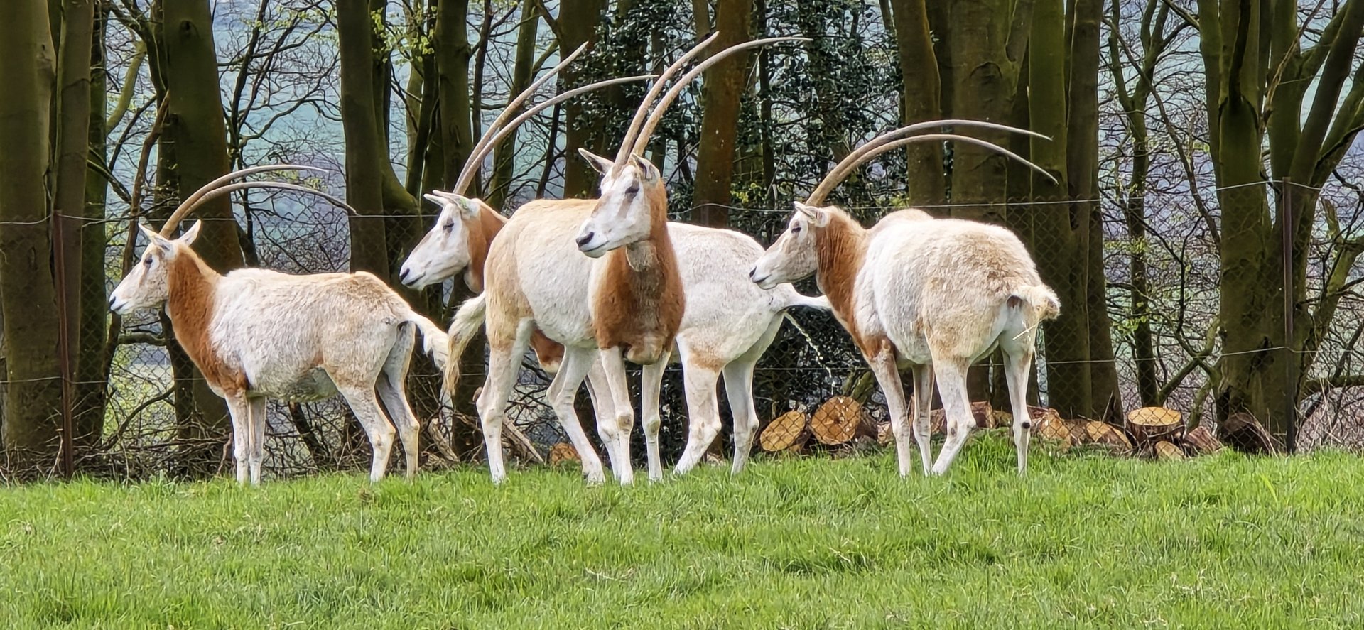 Scimitar horned oryx