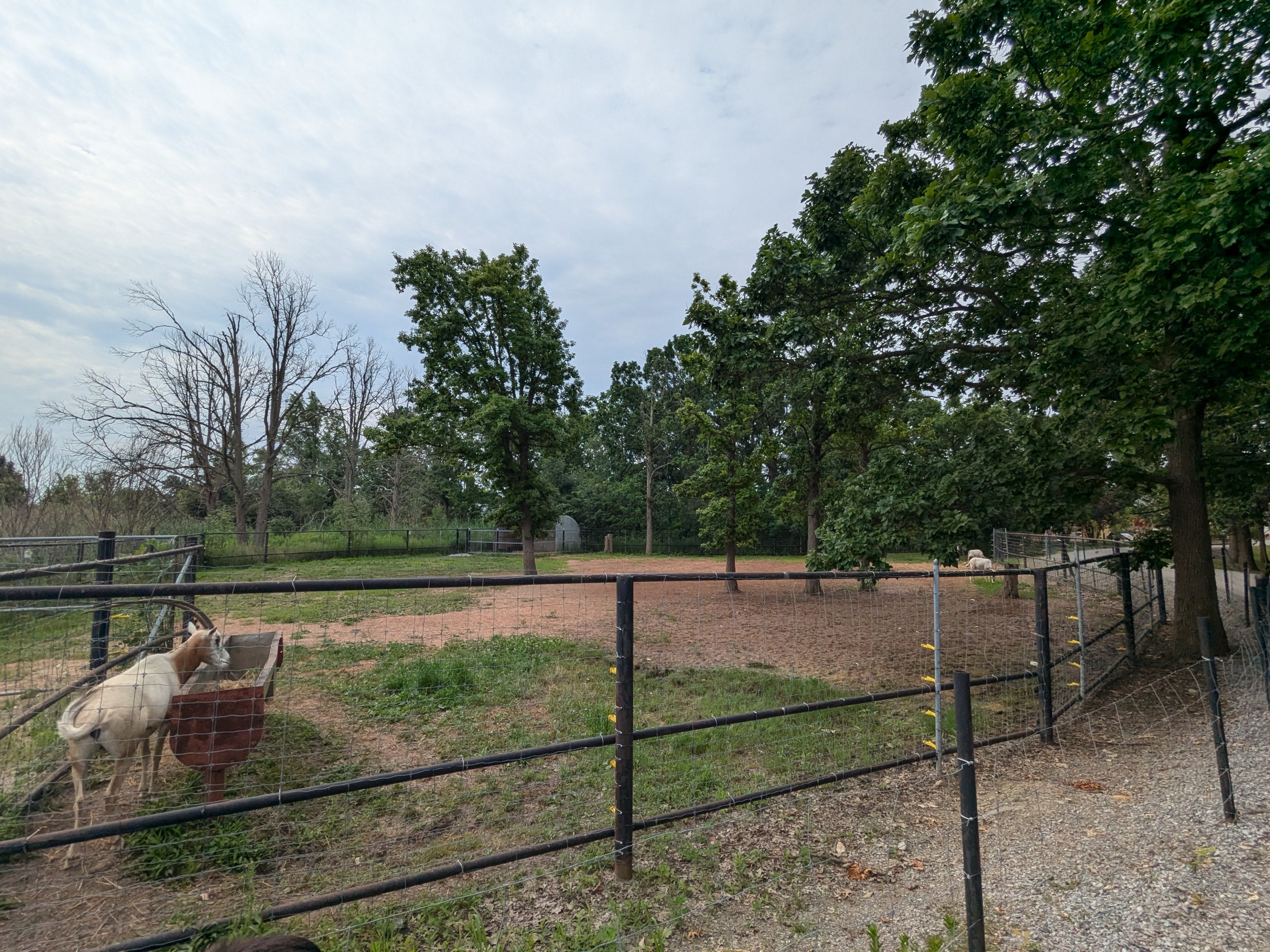 Scimitar horned oryx