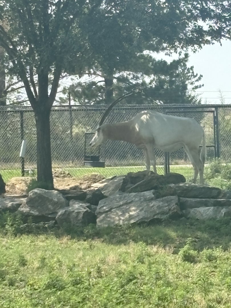 Scimitar-horned Oryx