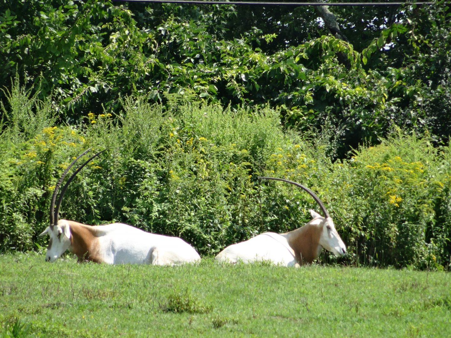 Scimitar-Horned Oryx