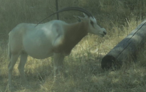 scimitar horned oryx
