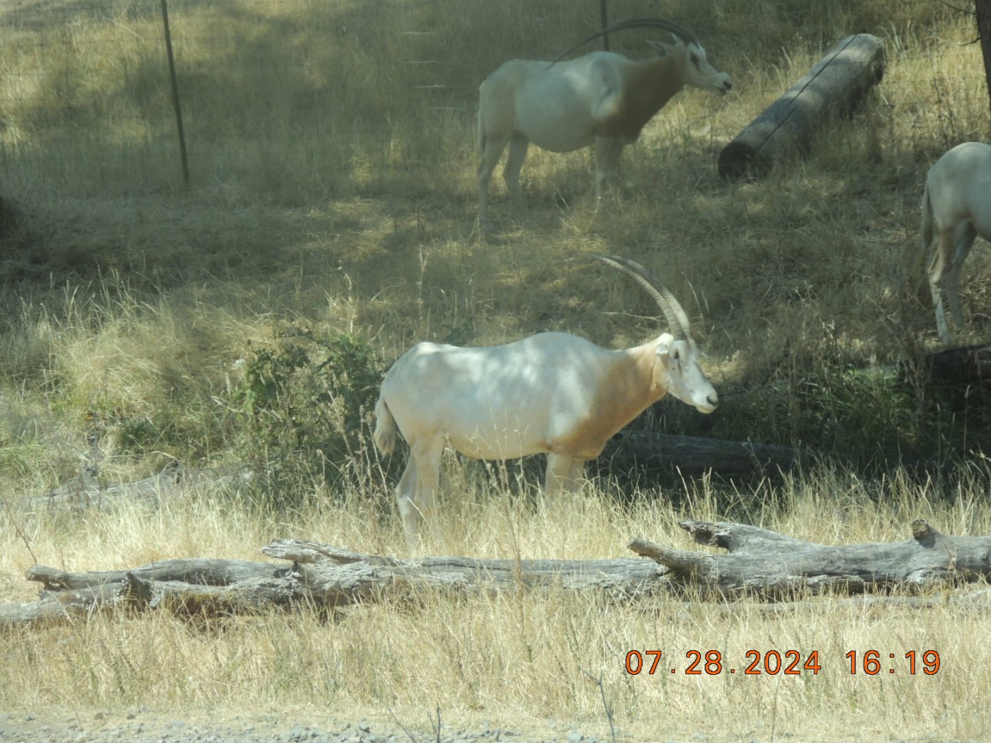 scimitar horned oryx