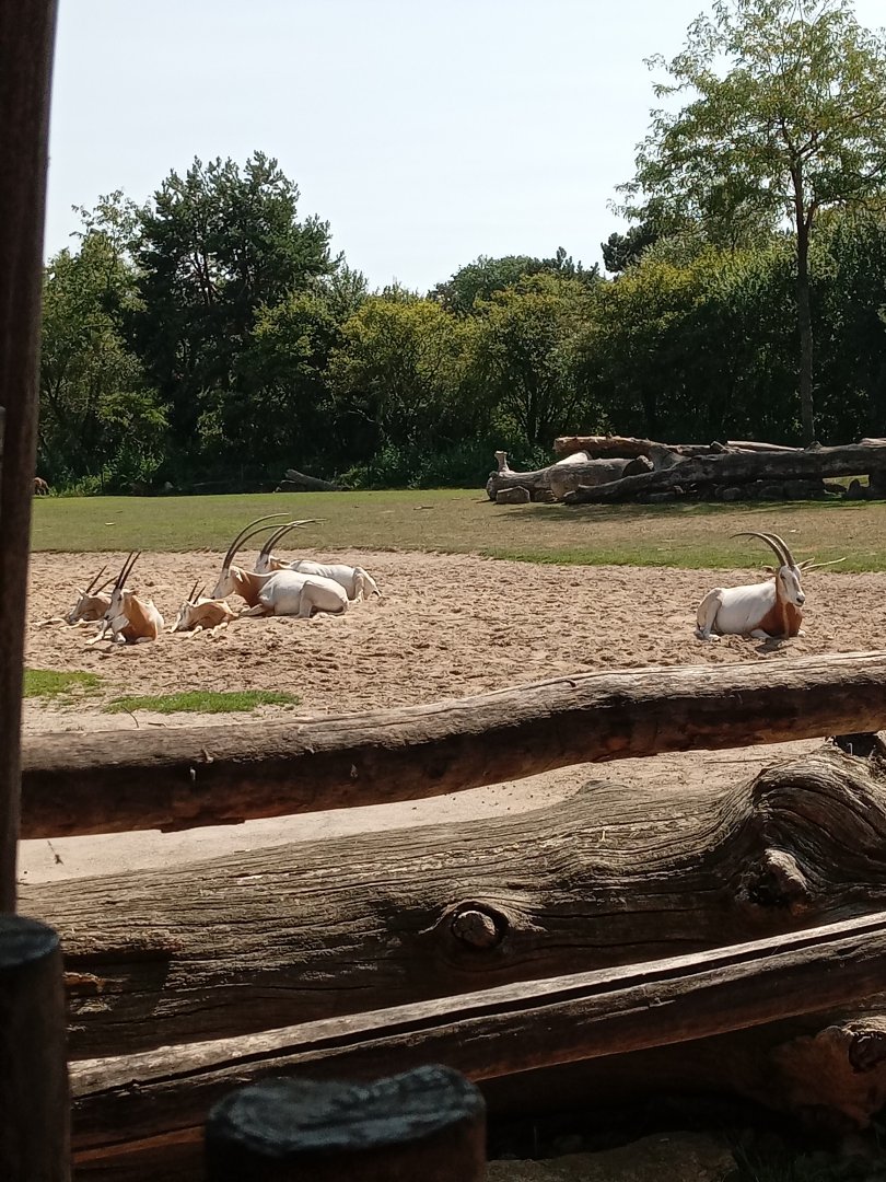 Scimitar-Horned Oryx