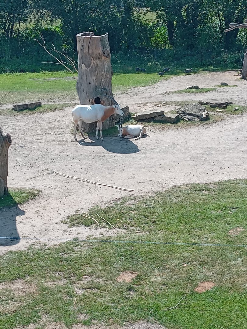 Scimitar-Horned Oryx