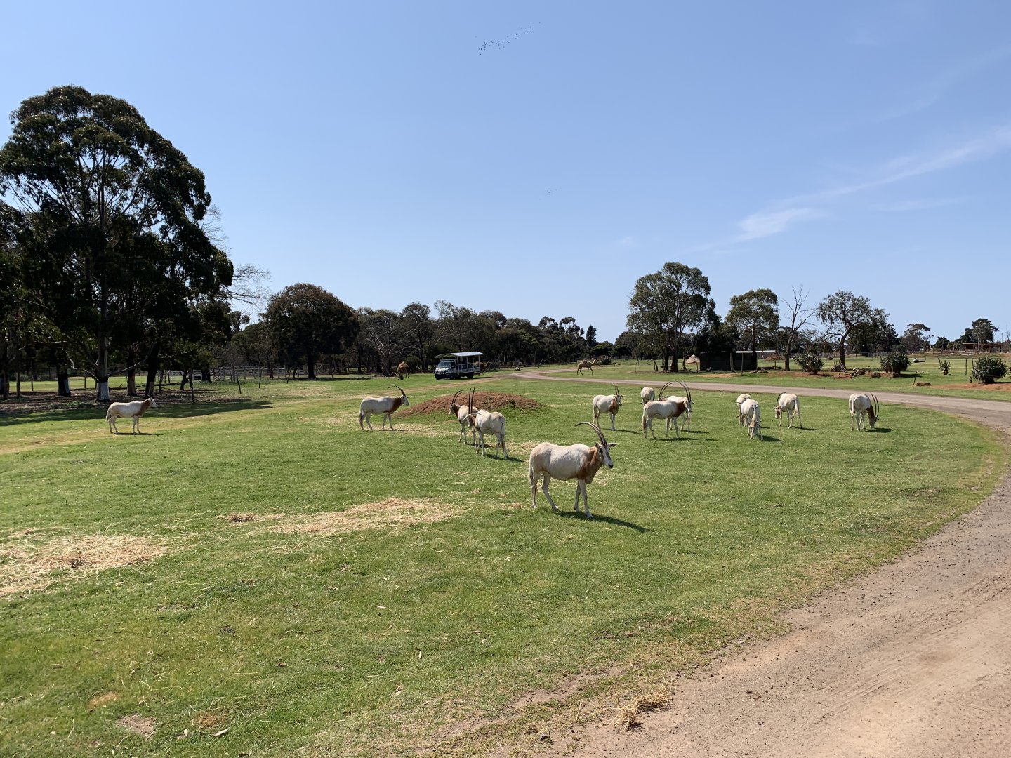 Scimitar-horned Oryx