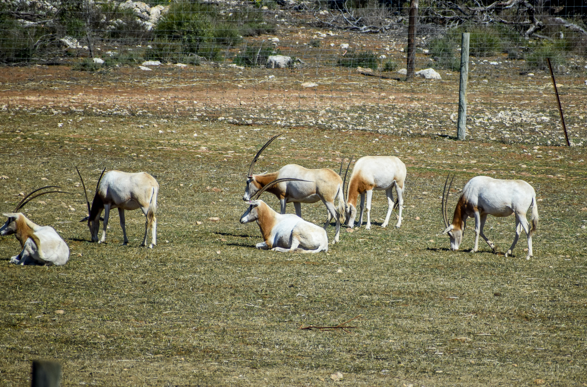 Scimitar-horned Oryx