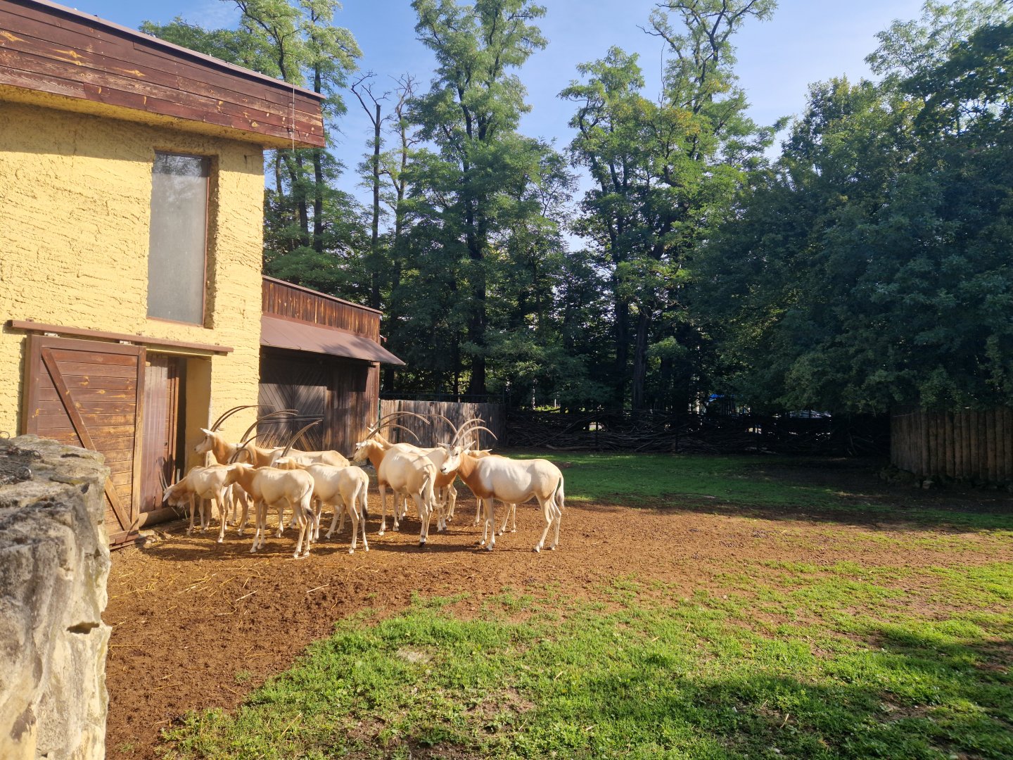 Scimitar-horned oryx