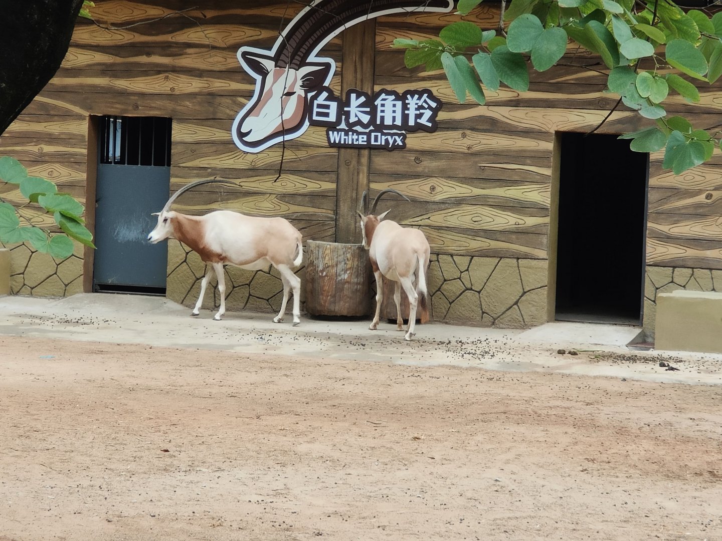 Scimitar-horned oryx