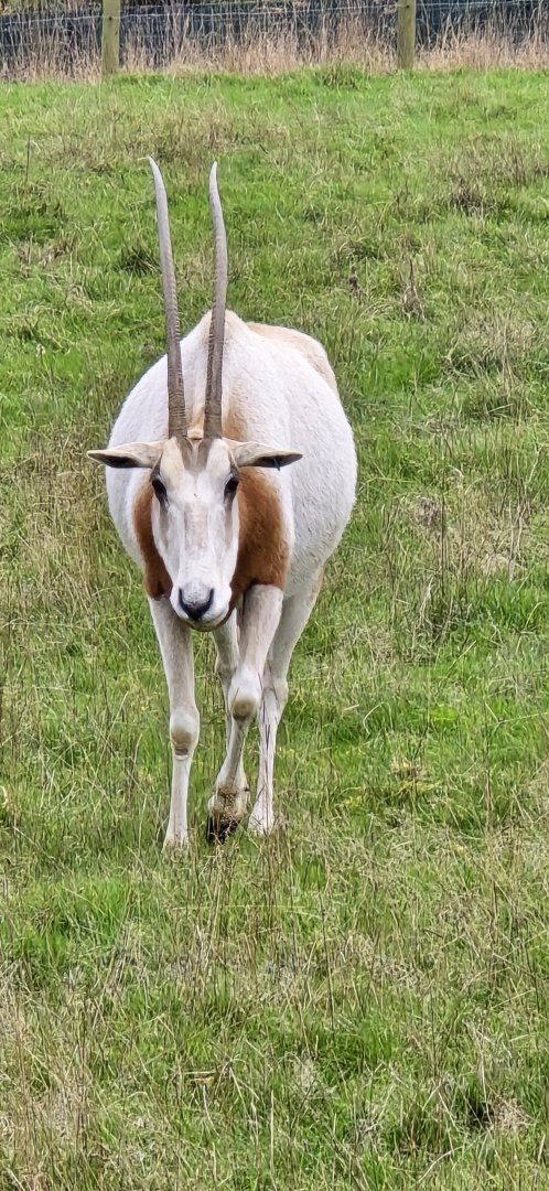 Scimitar horned oryx