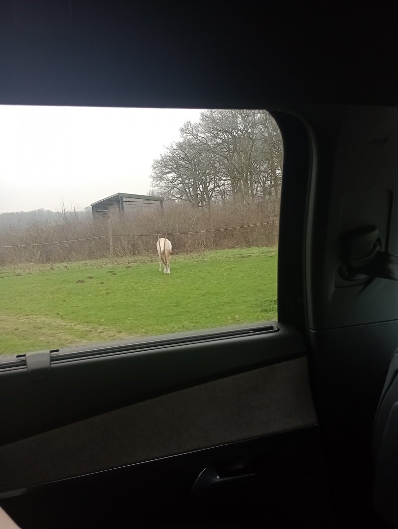 Scimitar-horned oryx