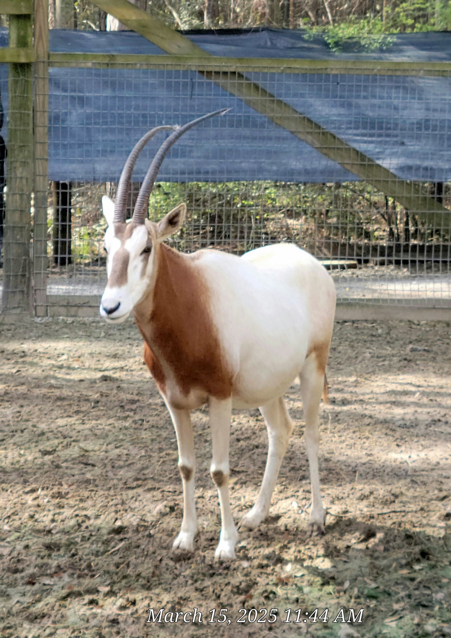 Scimitar-Horned Oryx