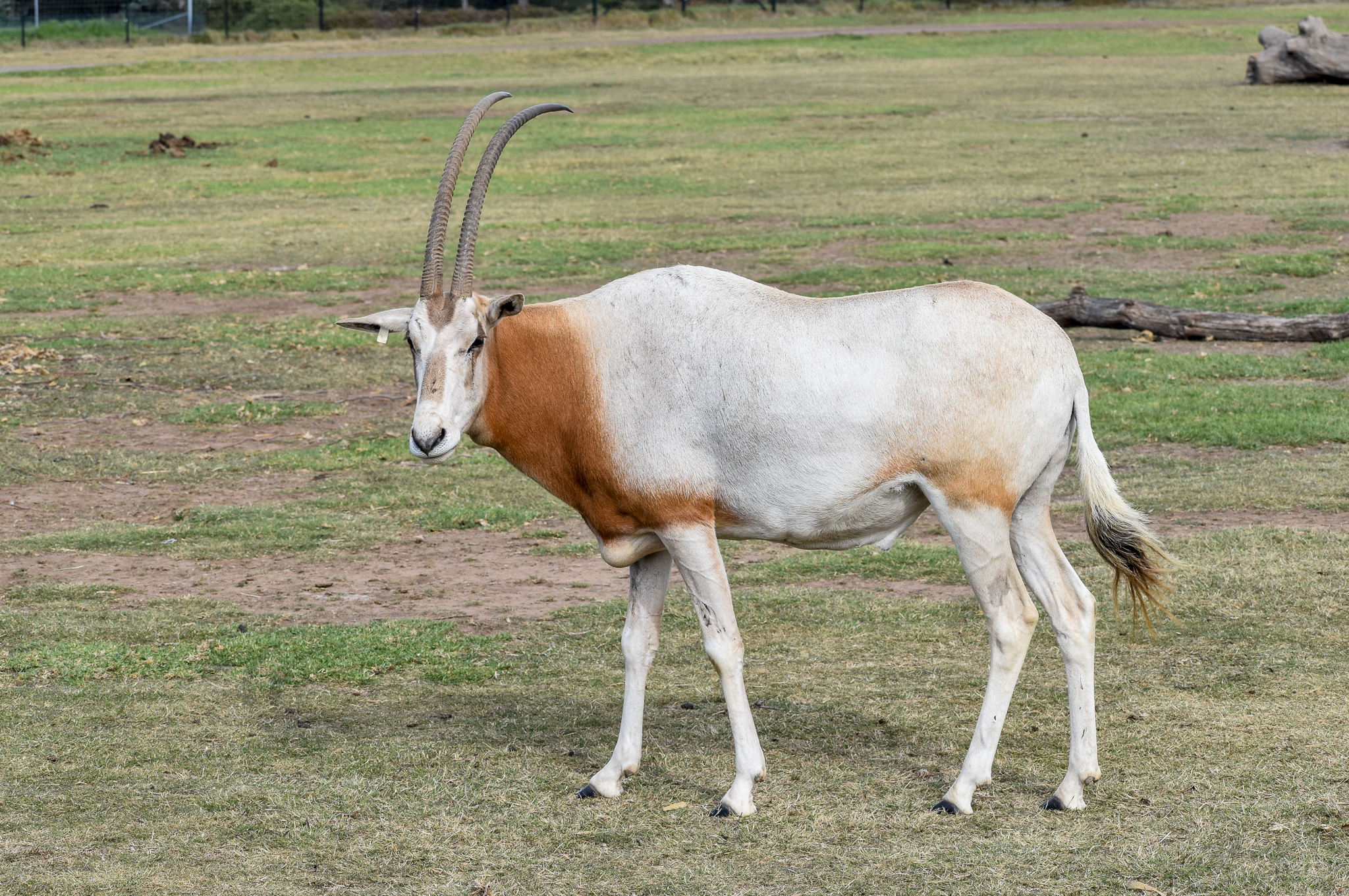 Scimitar-horned Oryx