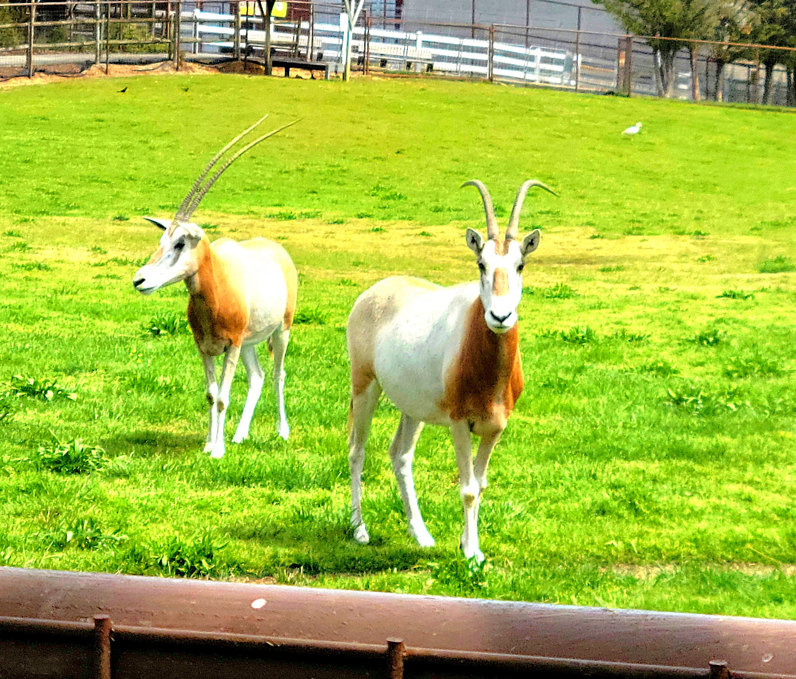 Scimitar-Horned Oryx