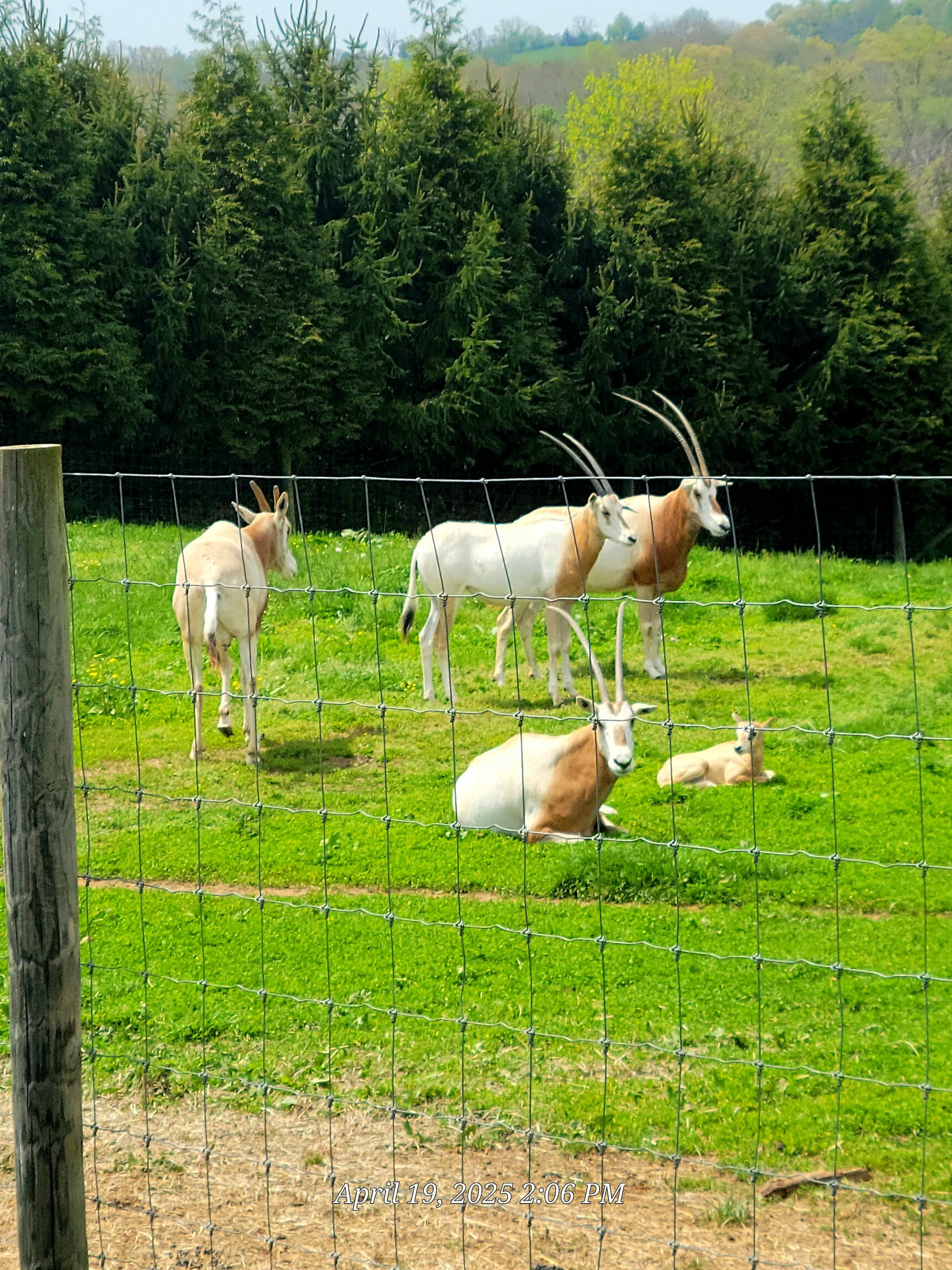 Scimitar-Horned Oryx