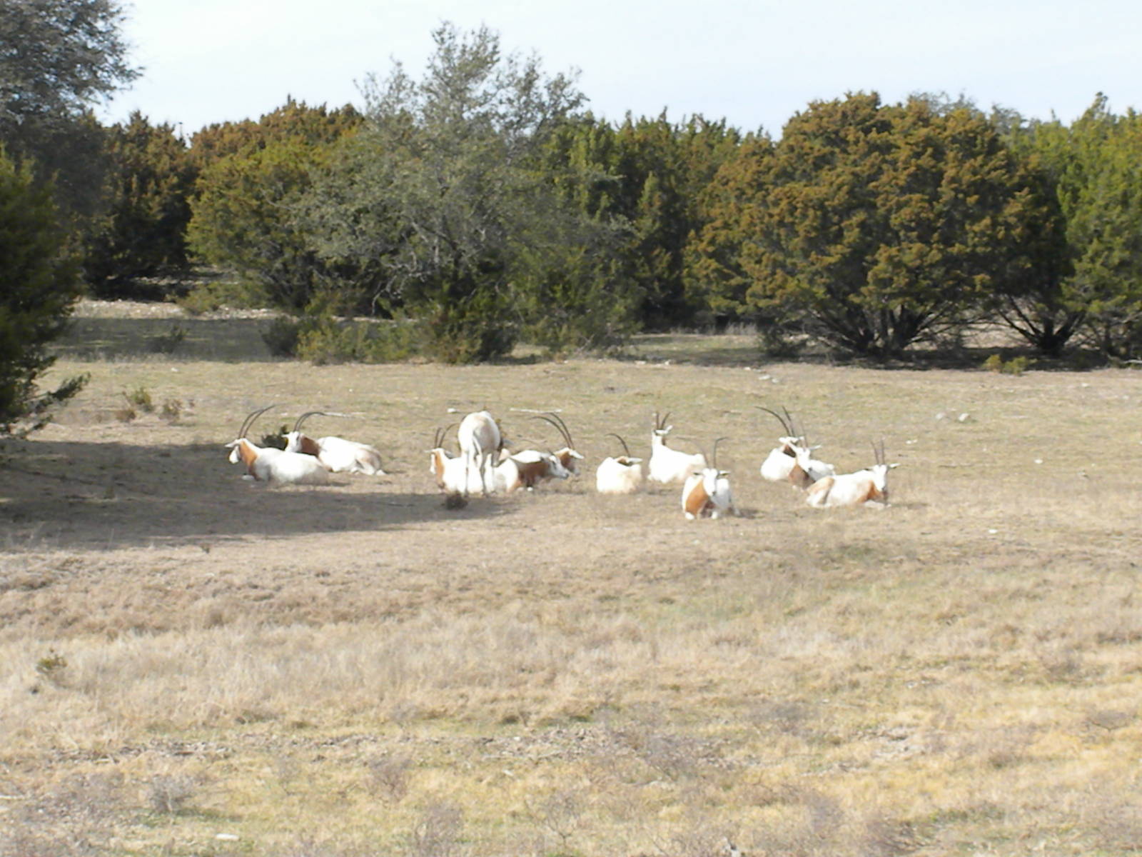 Scimitar-Horned Oryx