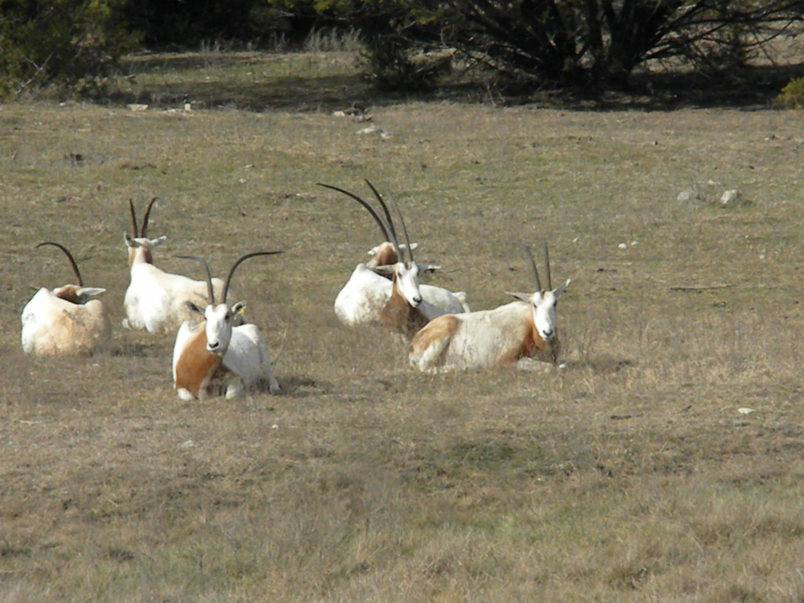 Scimitar-Horned Oryx