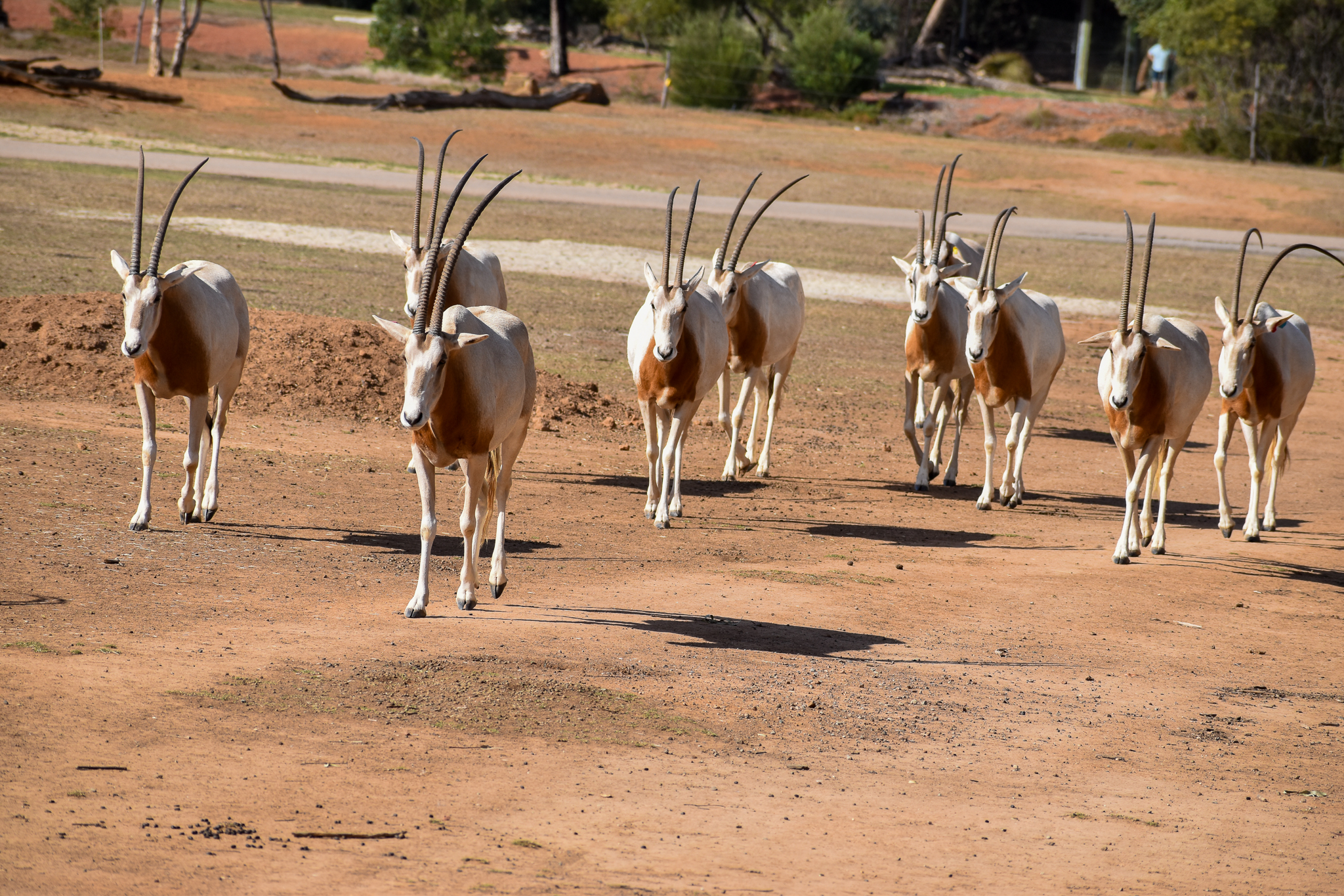 Scimitar-horned Oryx
