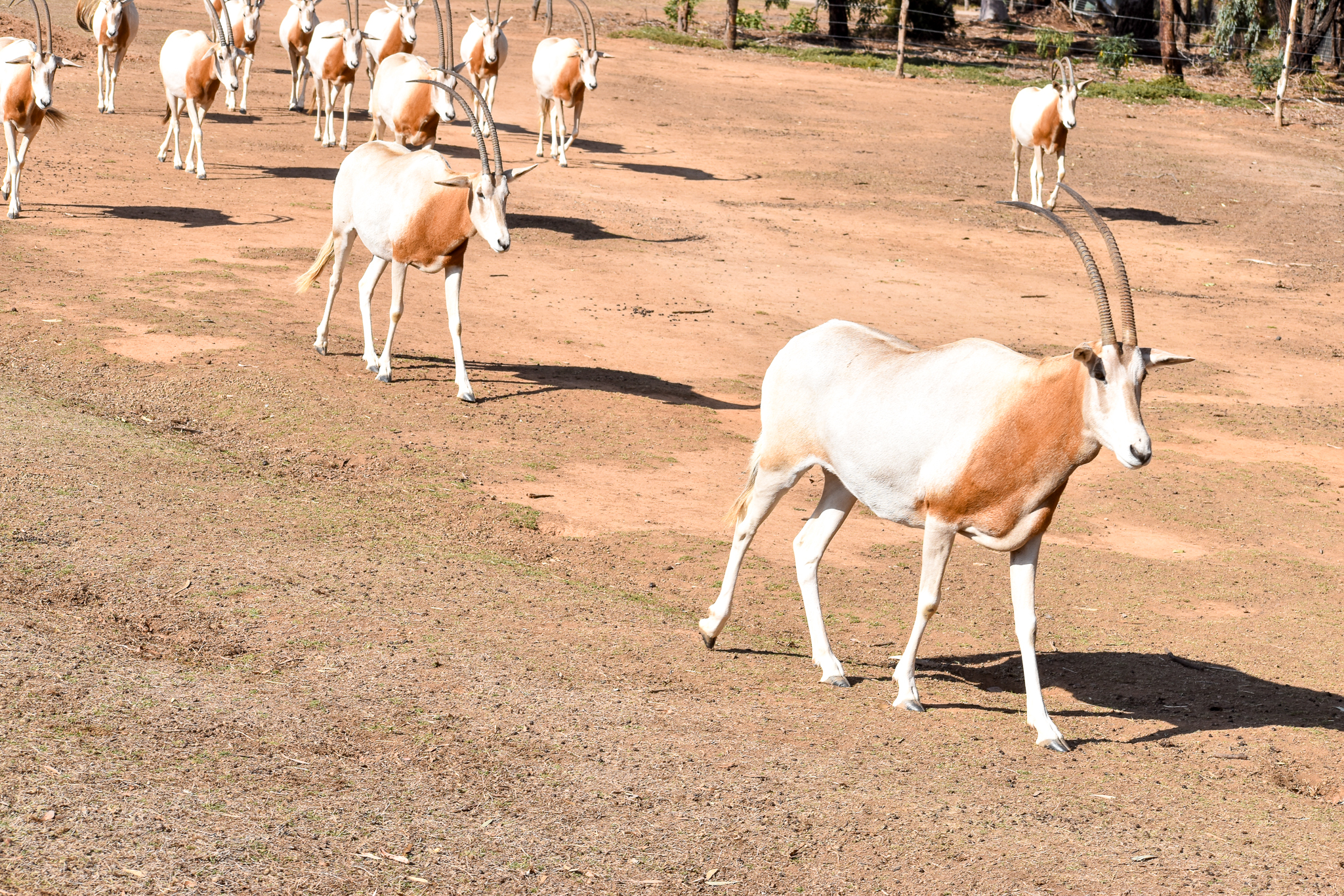Scimitar-horned Oryx