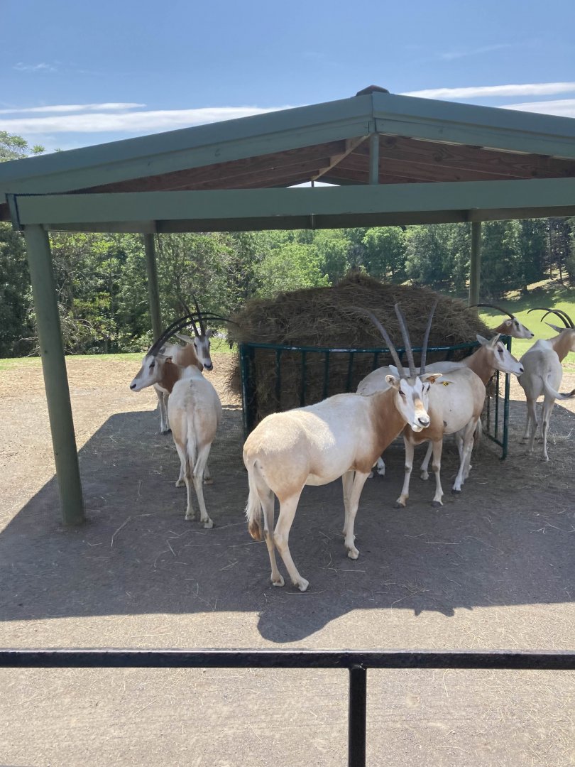 Scimitar-Horned Oryx