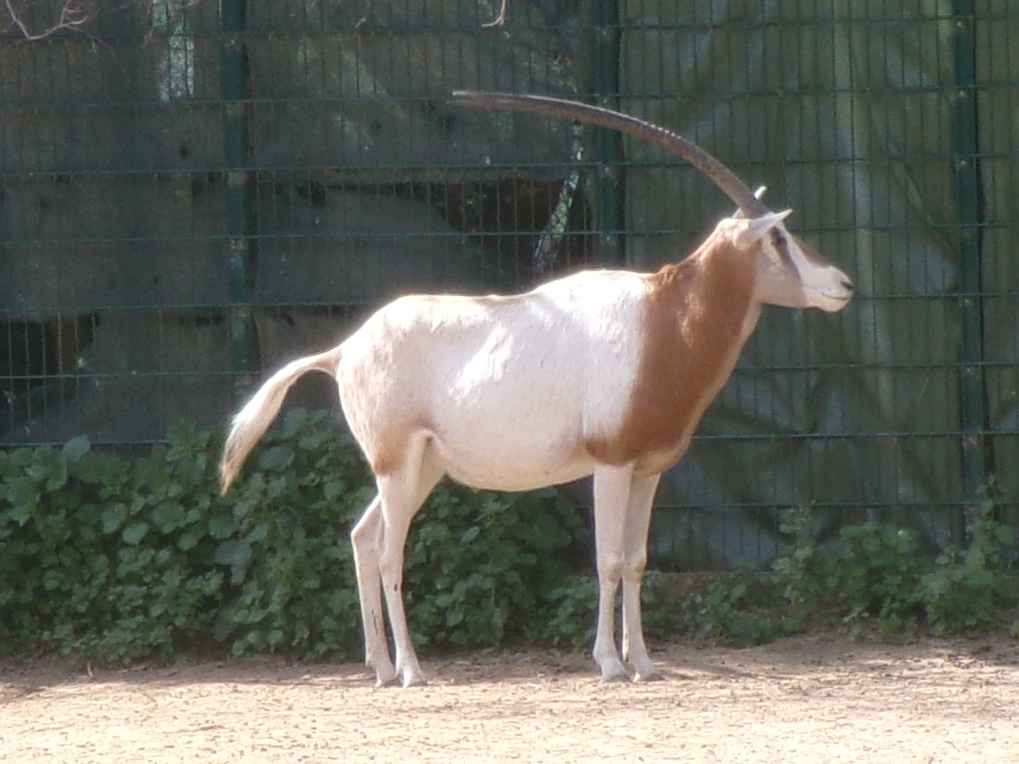 Scimitar-horned oryx
