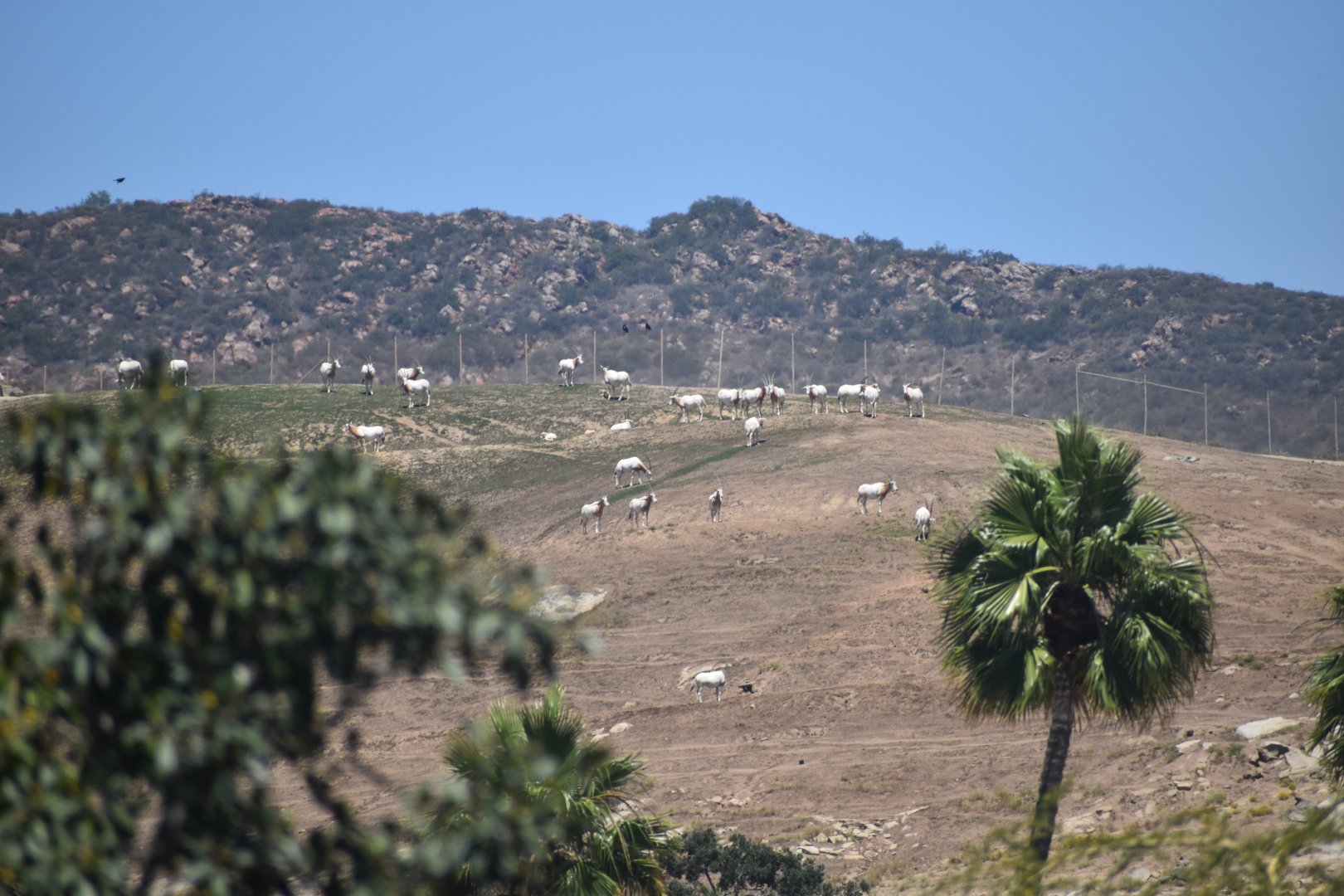 Scimitar Horned Oryx