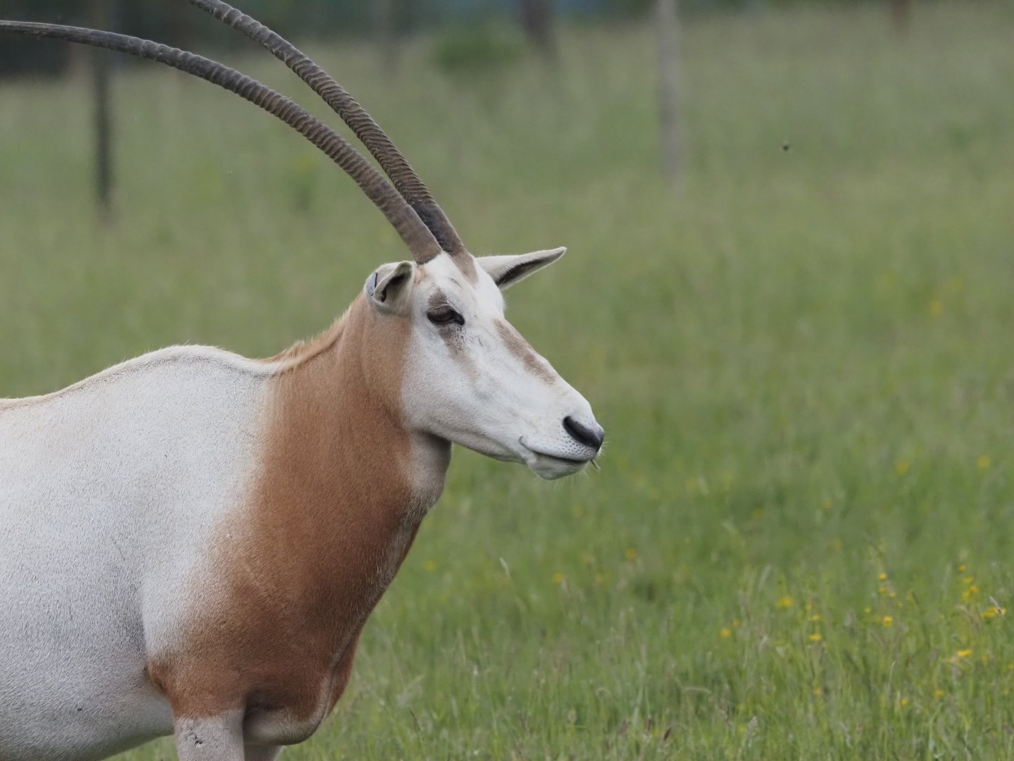 Scimitar-Horned Oryx