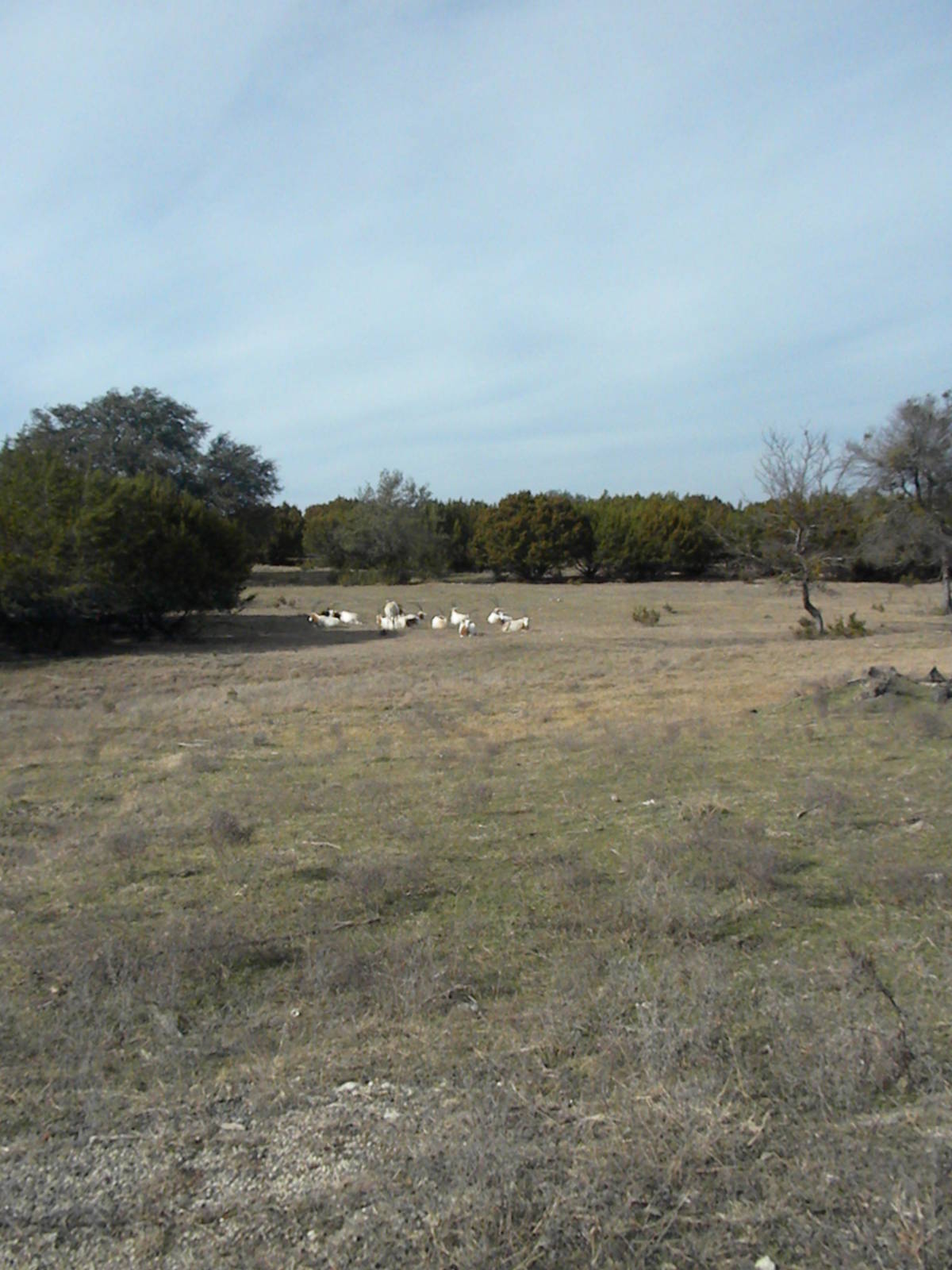 Scimitar-Horned Oryx