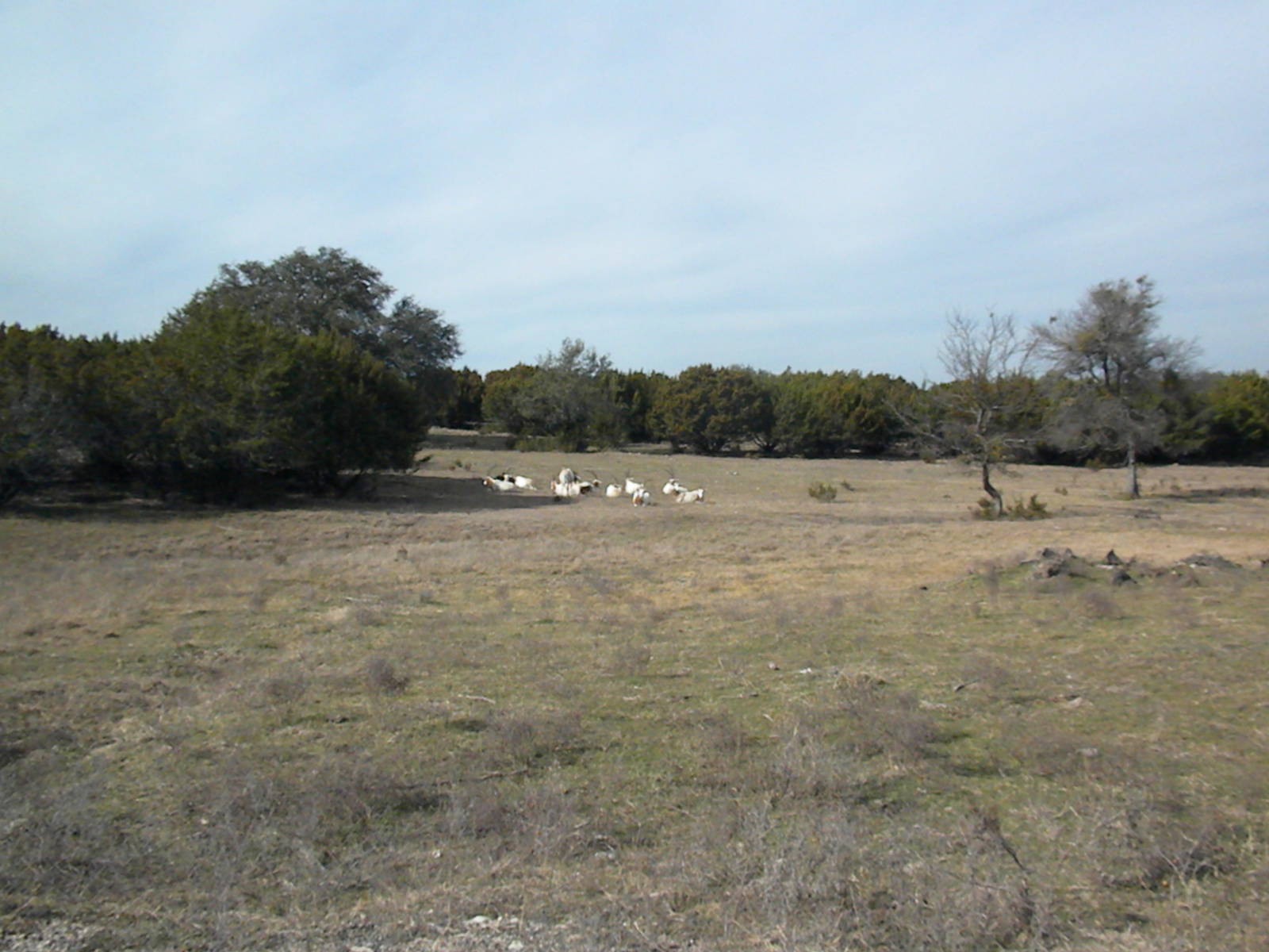 Scimitar-Horned Oryx