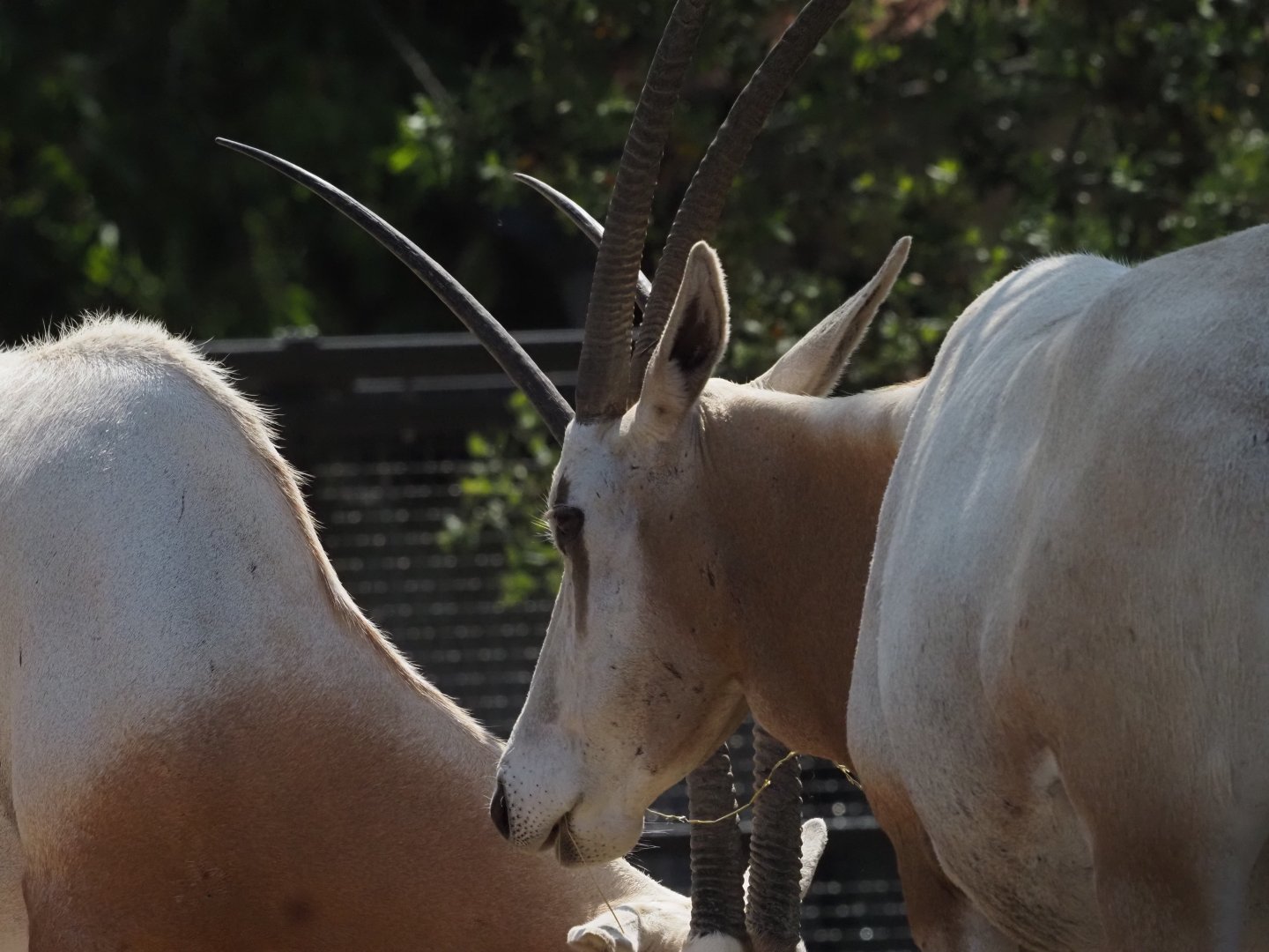 Scimitar-Horned Oryx