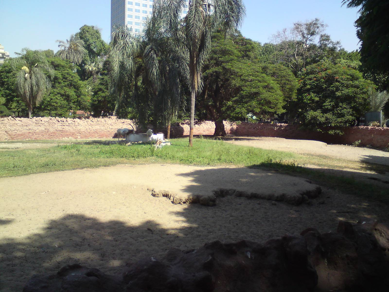 Scimitar-horned oryx