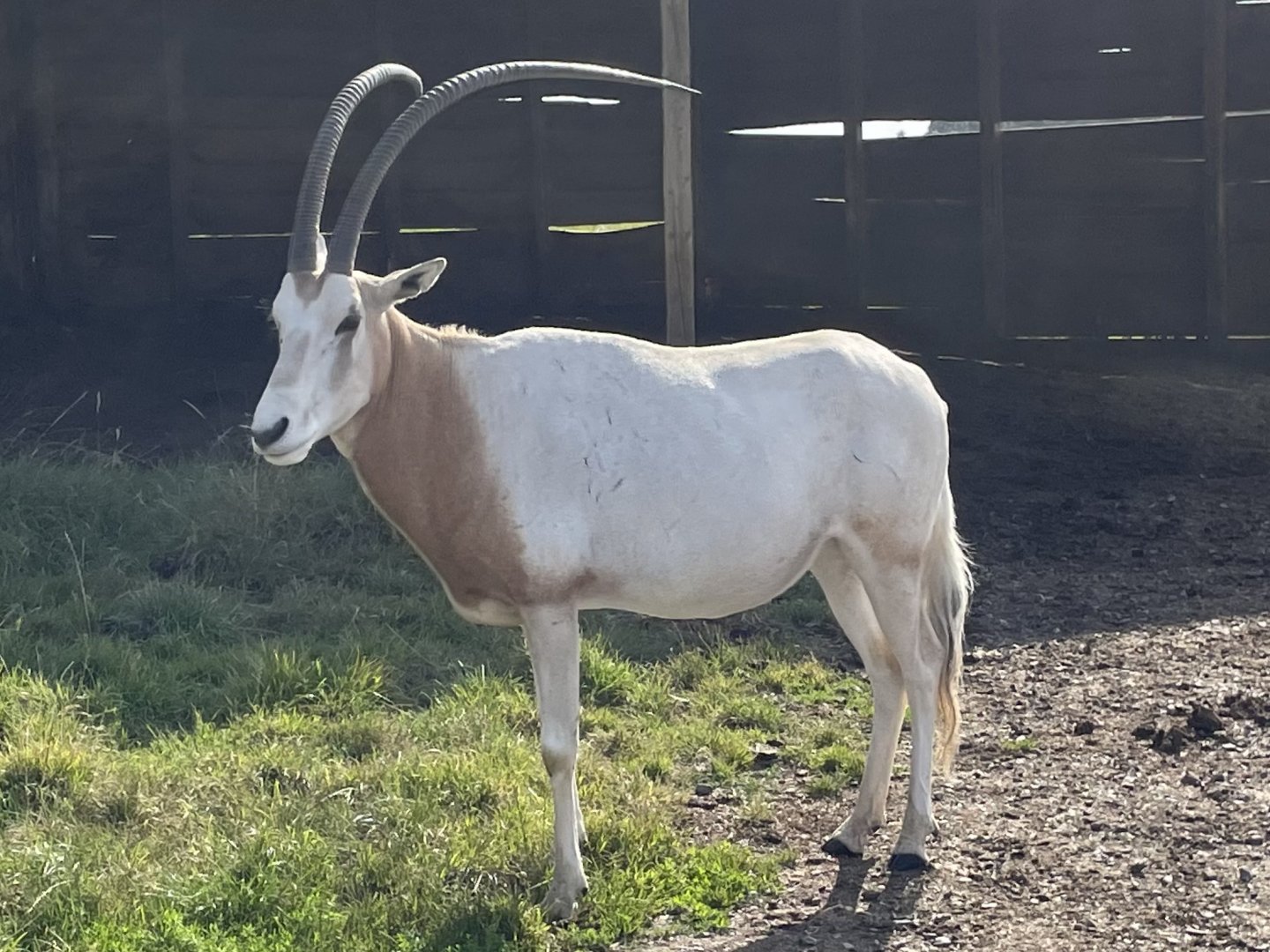 Scimitar-Horned Oryx