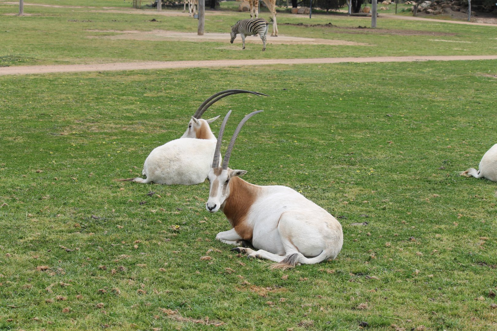 Scimitar-horned Oryx