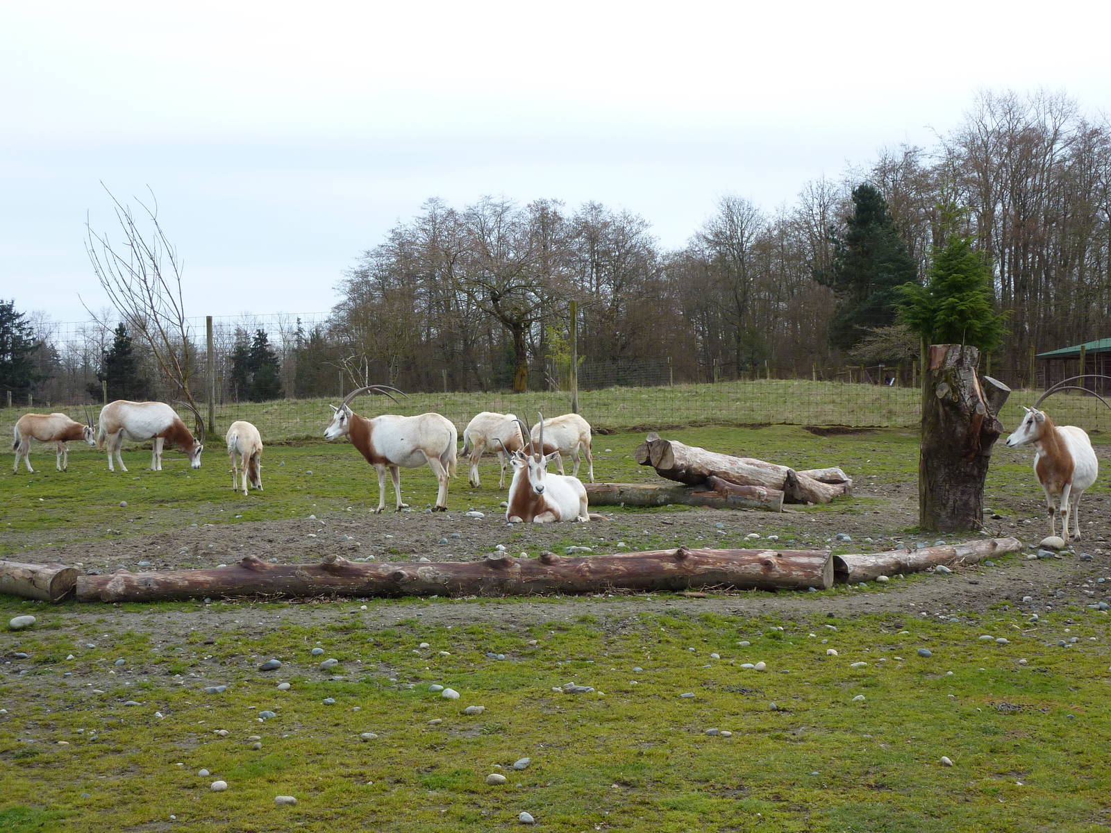 Scimitar Horned-Oryx