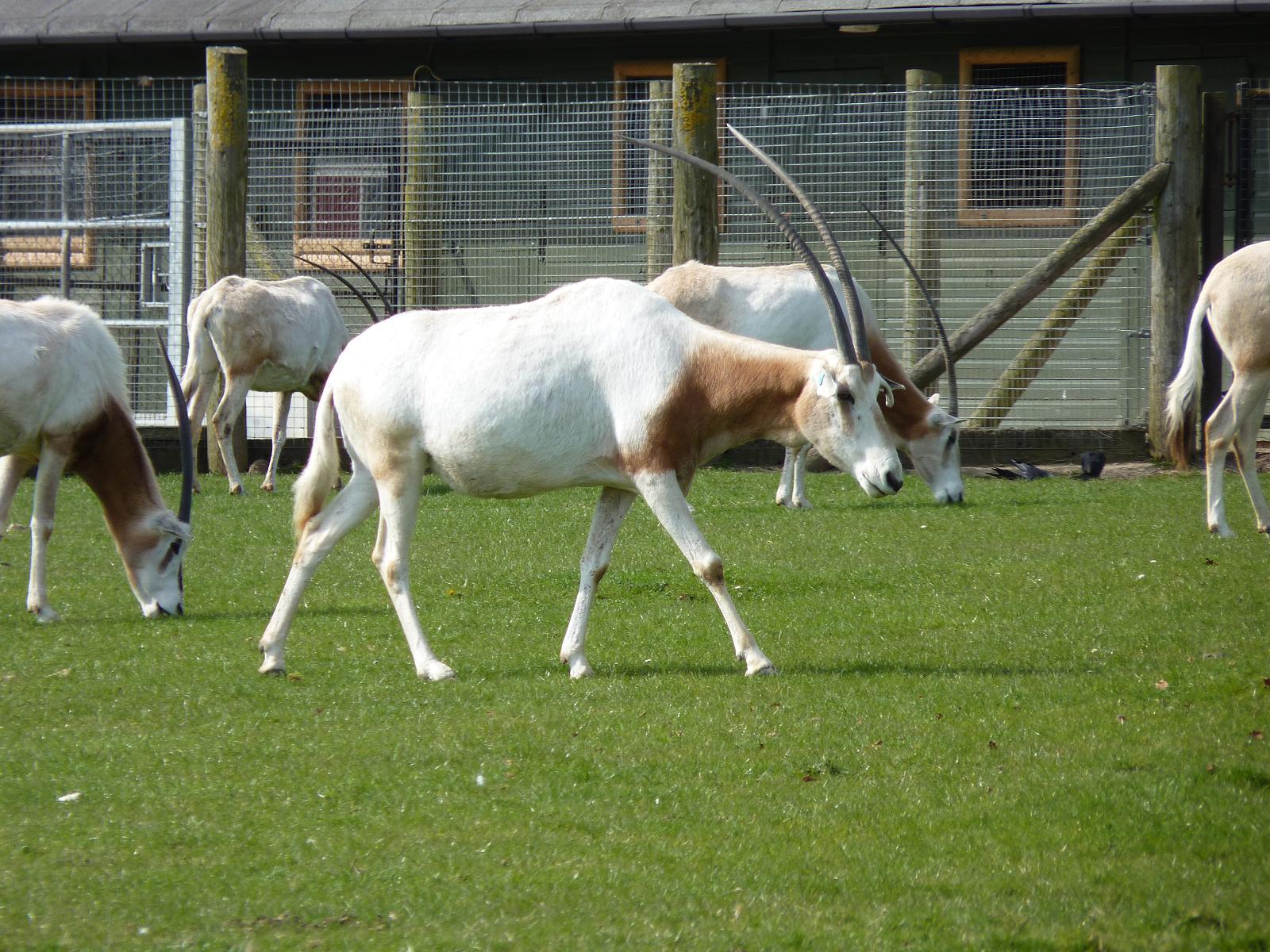Scimitar-Horned Oryx