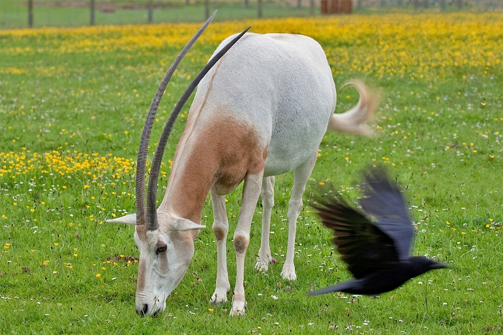 Scimitar Horned Oryx