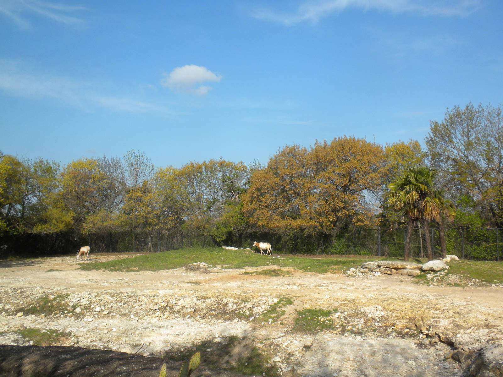 Scimitar-Horned Oryx