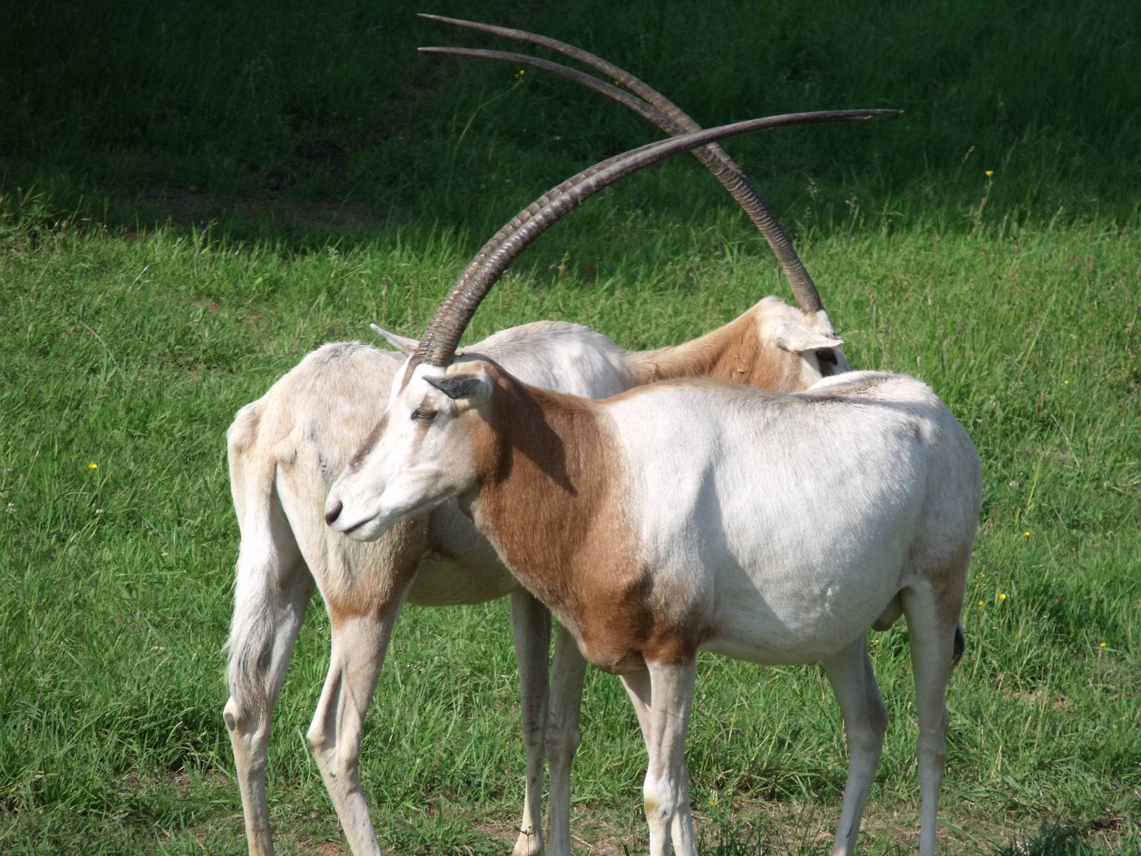 Scimitar Horned Oryx