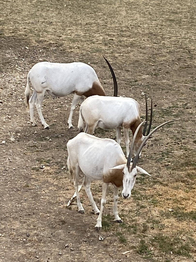 Scimitar-horned oryxes 040822