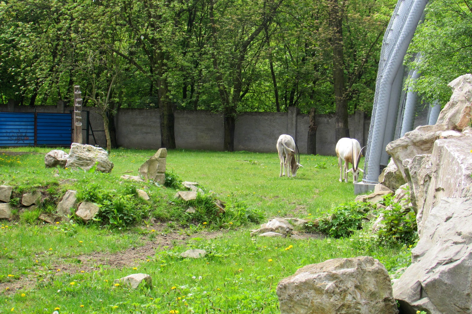 Scimitar Horned Oryxes - 05/2015