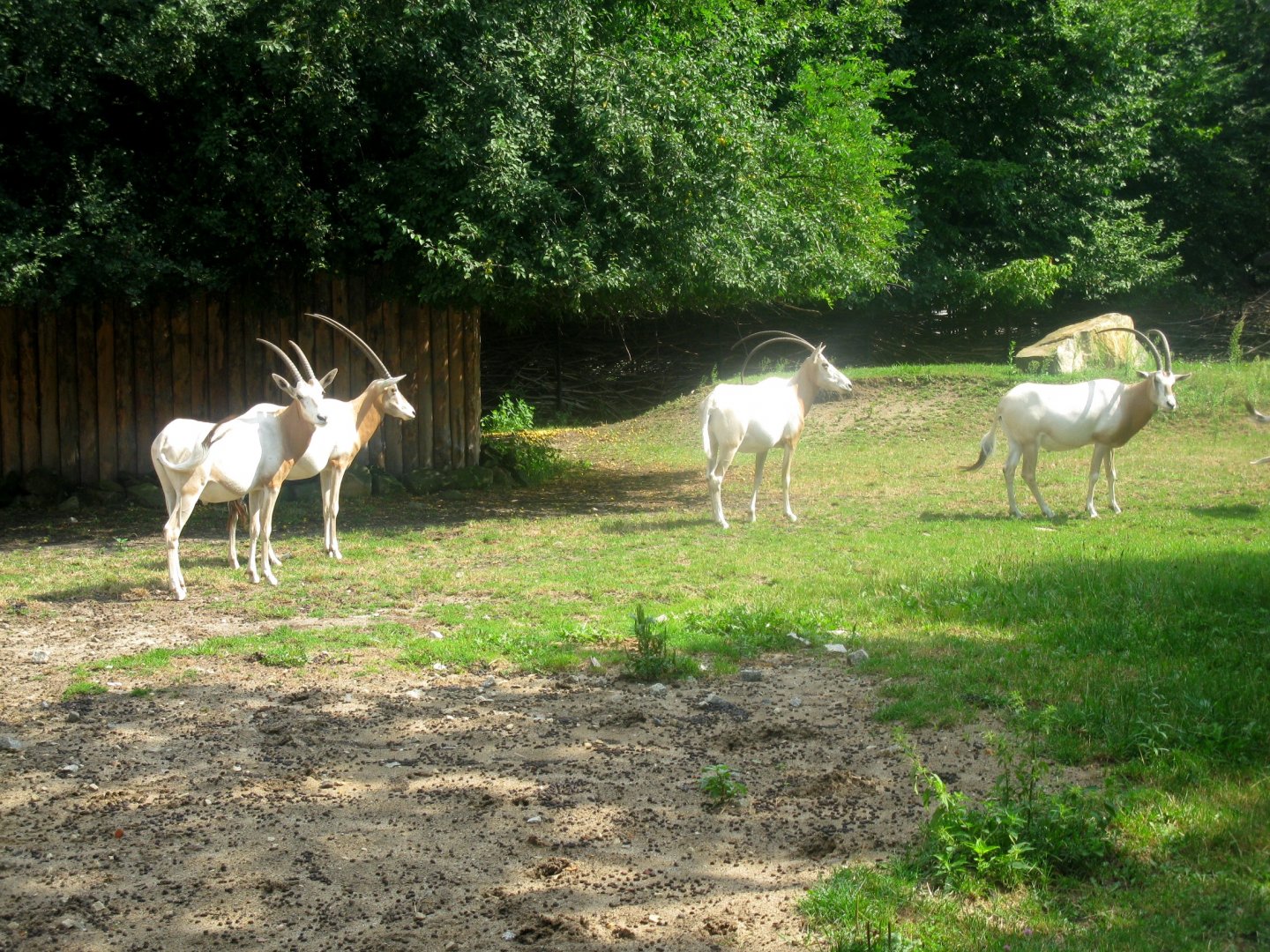 Scimitar Horned Oryxes - 08.2013