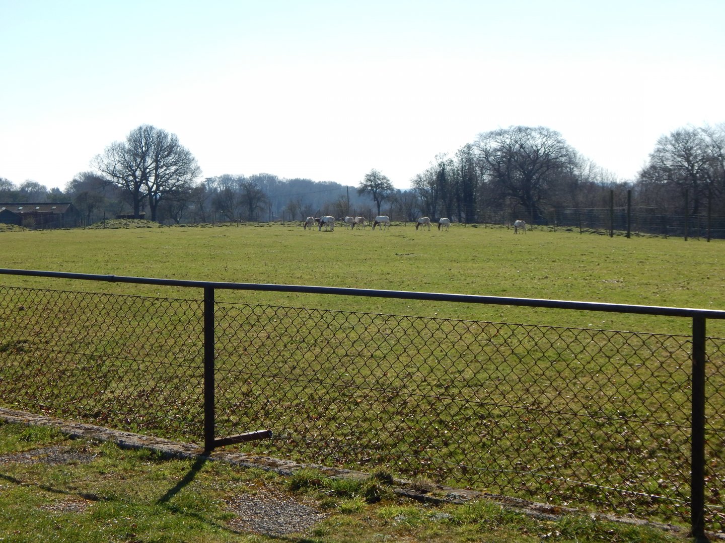 Scimitar-horned oryxes 190322