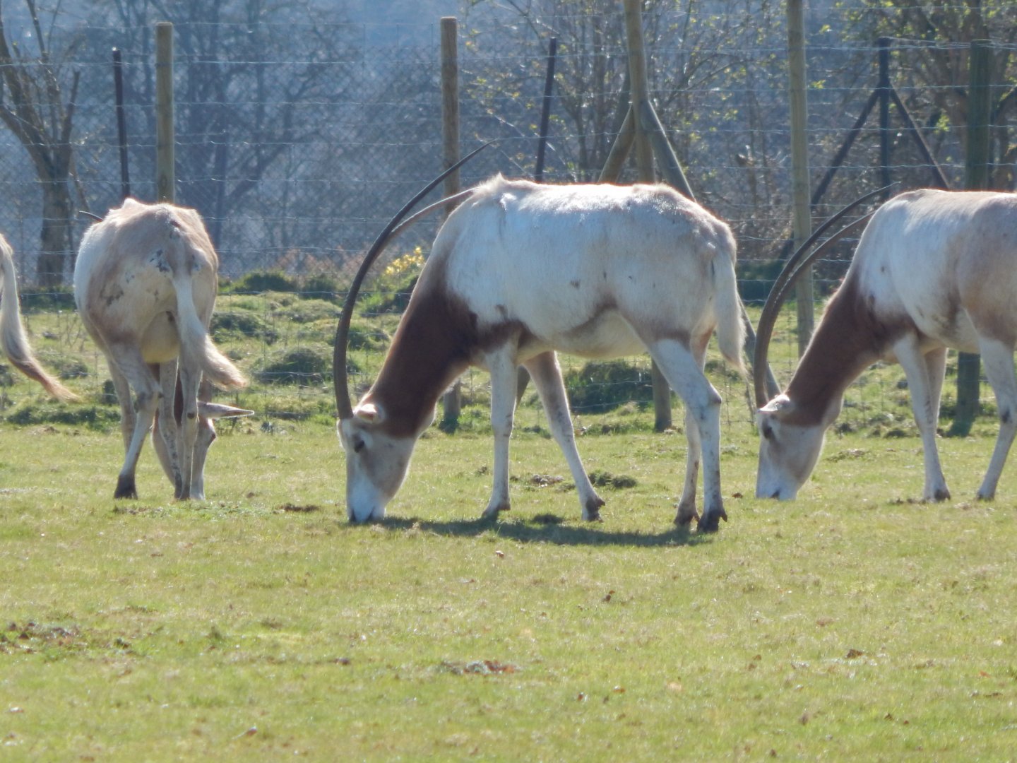 Scimitar-horned oryxes 190322