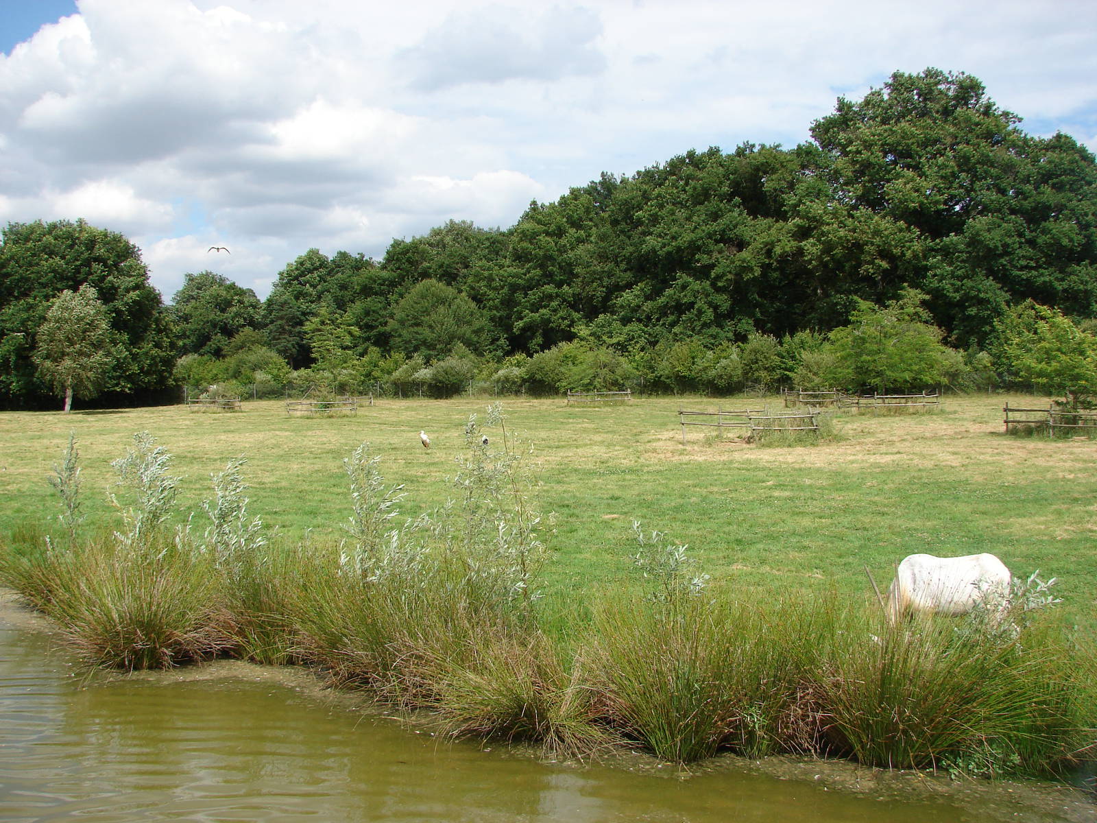 Scimitar-horned oryxes and sacred ibis exhibit