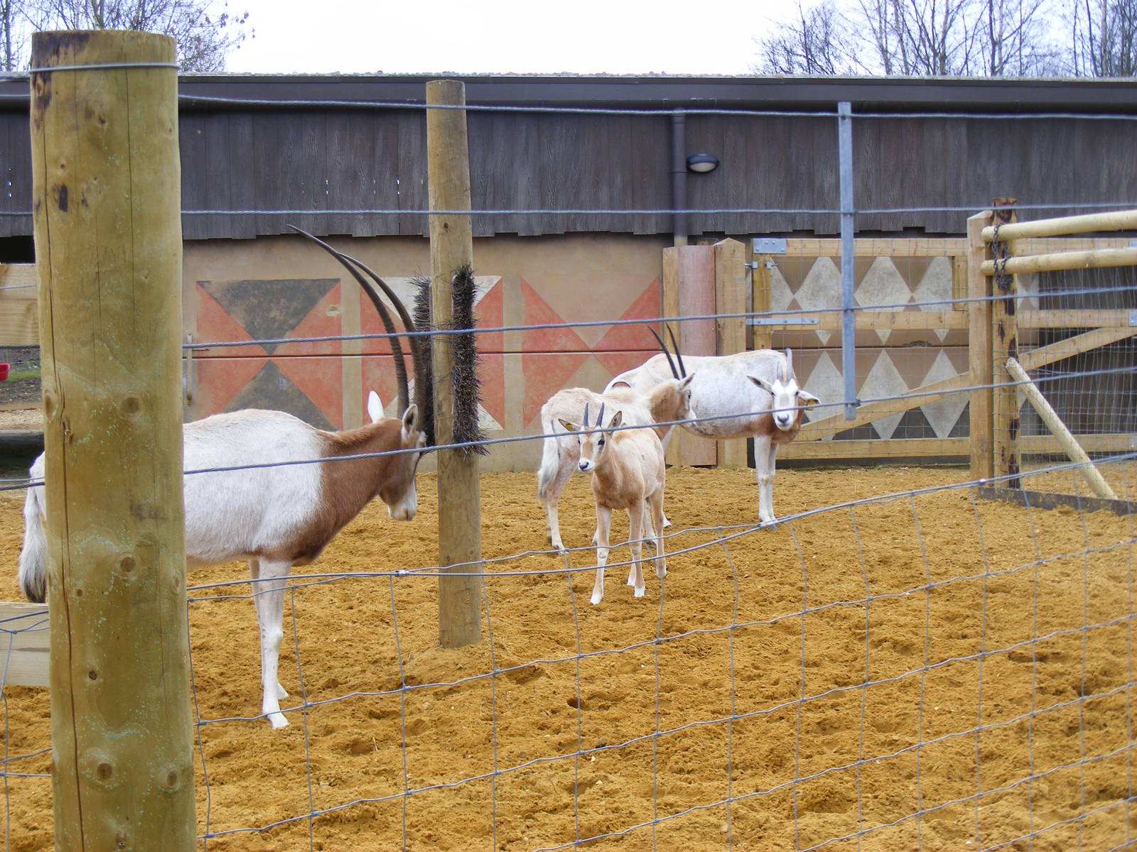 Scimitar-horned oryxes at Chessington Zoo, 6 February 2011