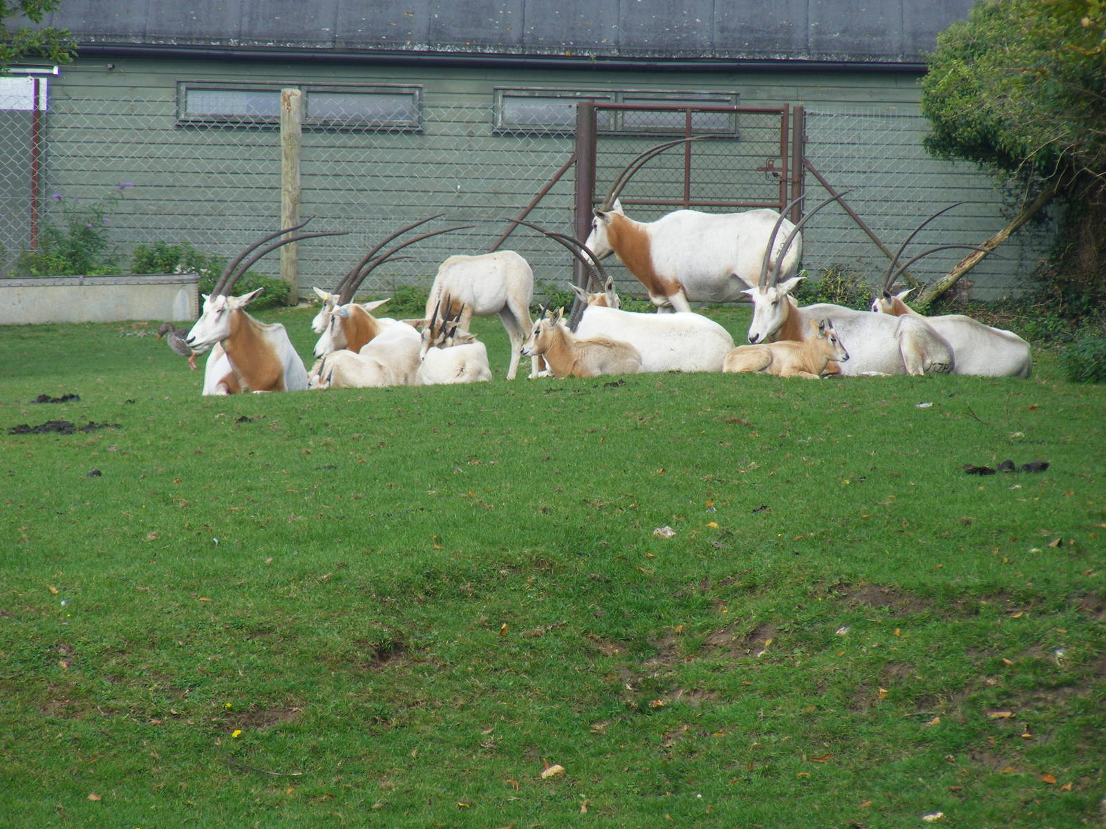 Scimitar-horned oryxes at Marwell Wildlife, 9 October 2010
