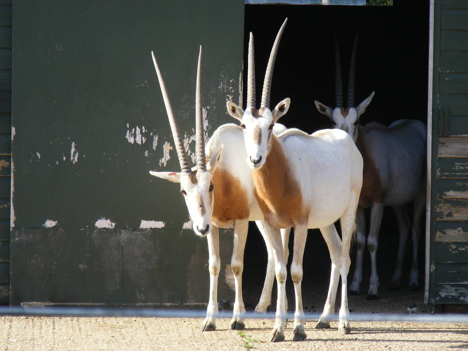 Scimitar-horned oryxes at Marwell Wildlife on 28 August 2011