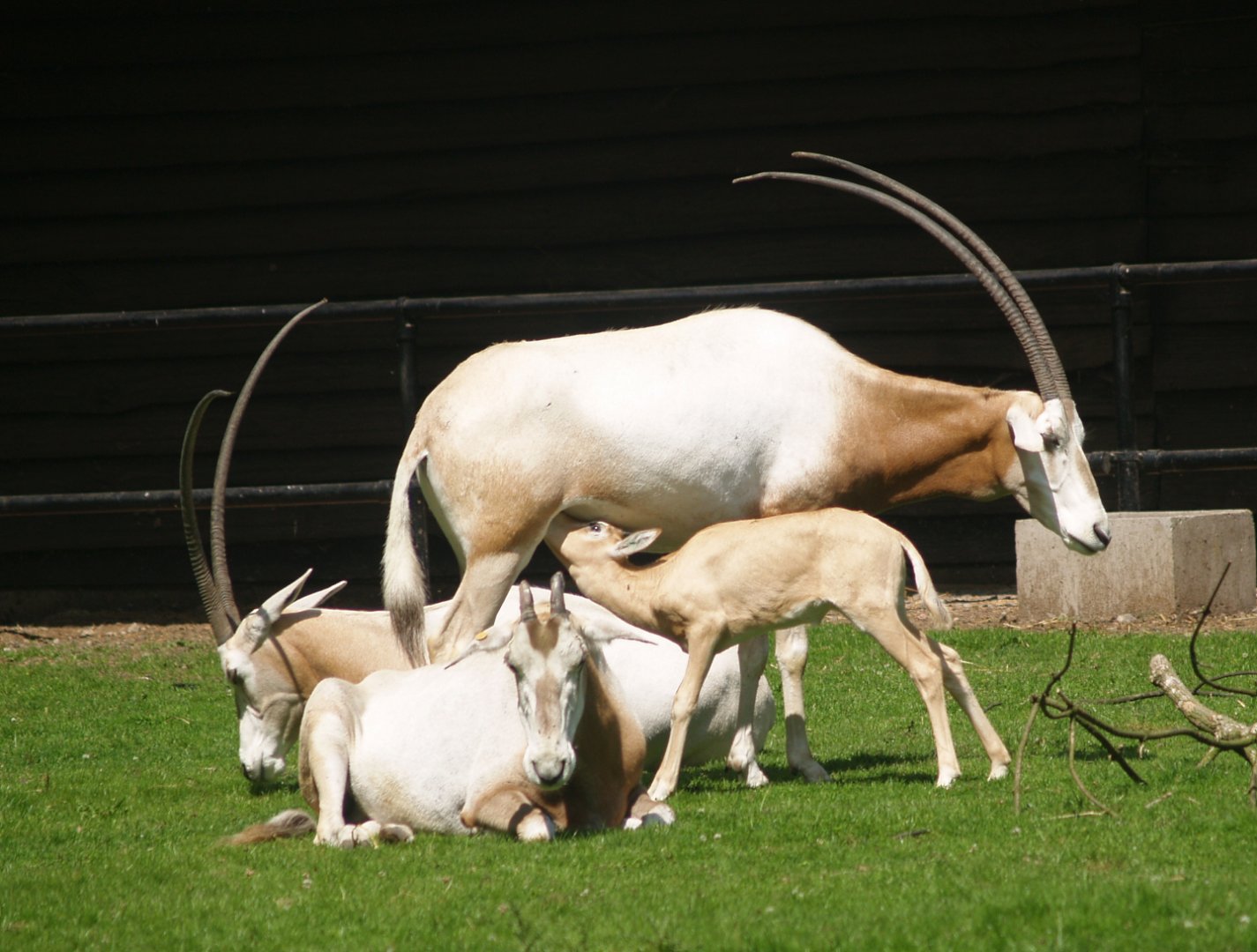 Scimitar-horned oryxes, including nursing calf (Oryx dammah), 2007-07-01