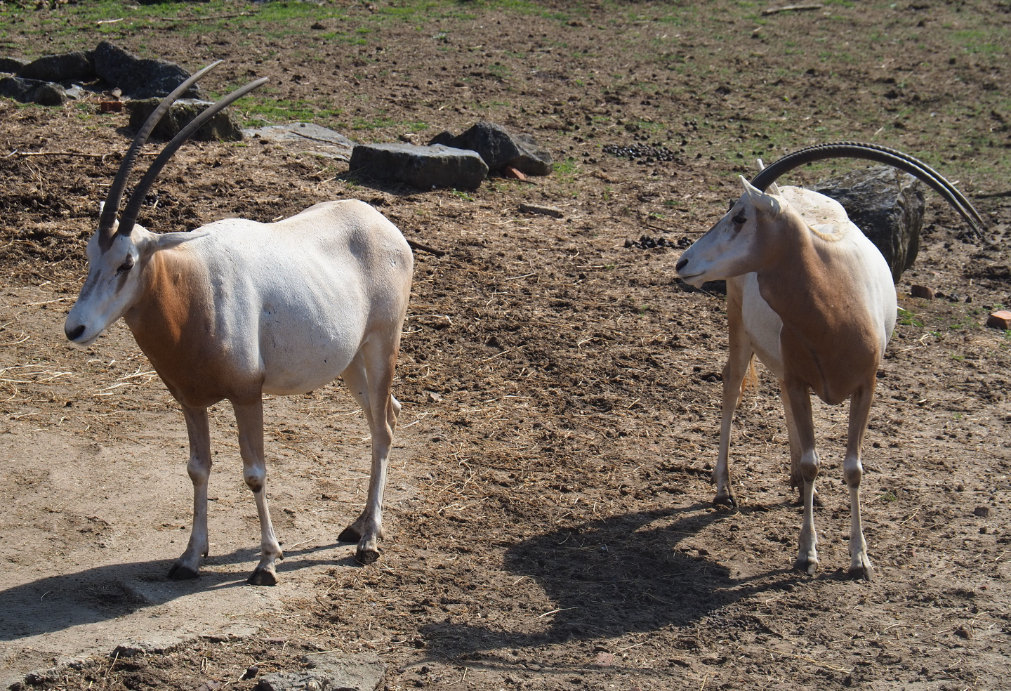 Scimitar-horned oryxes (Oryx dammah), 2019-08-04