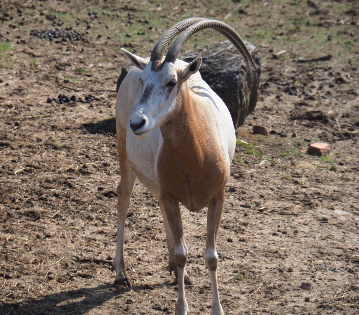 Scimitar-horned oryxes (Oryx dammah), 2019-08-04