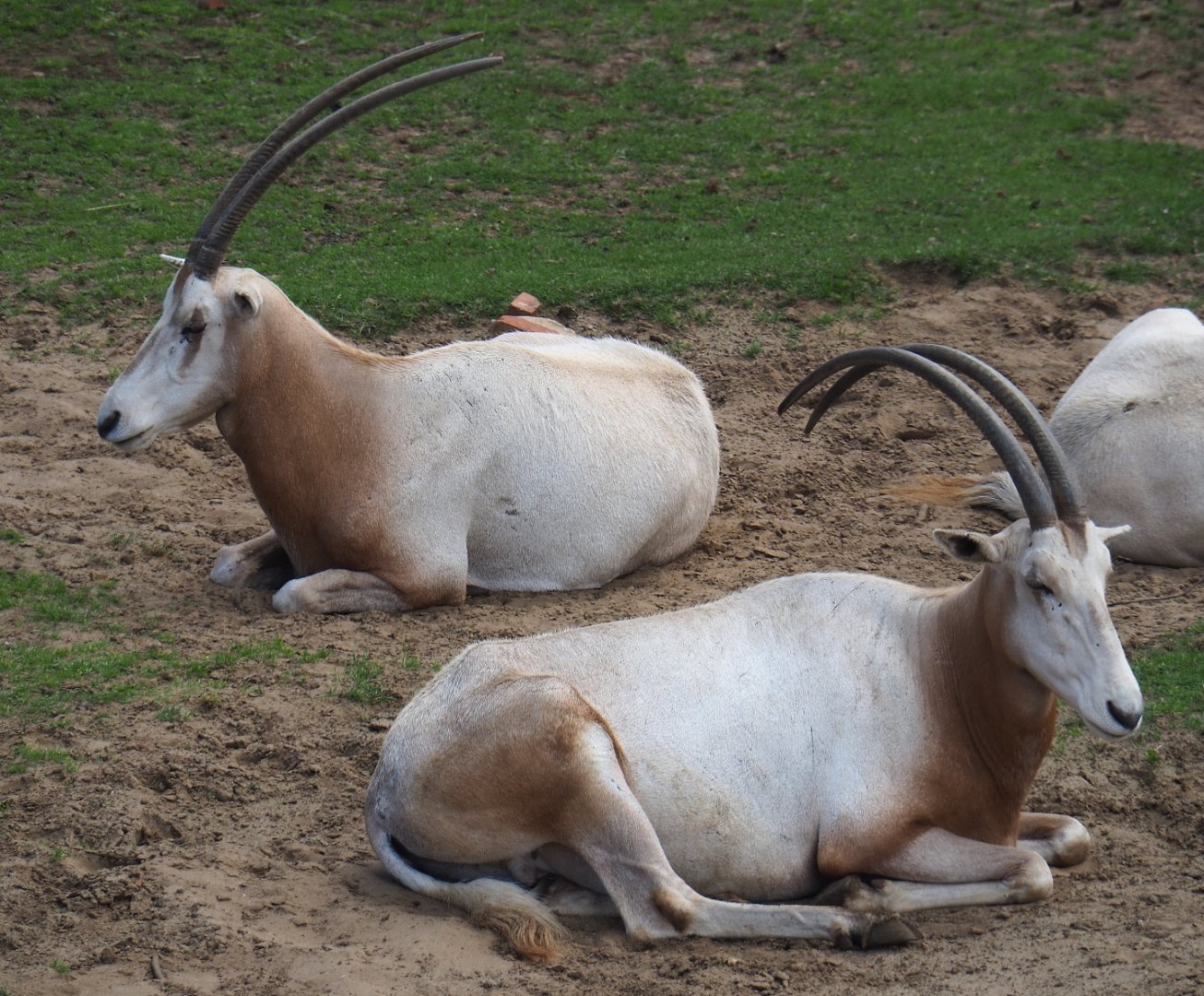 Scimitar-horned oryxes (Oryx dammah), 2020-06-20